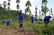 Nông trường cao su Phong Thổ - Công ty cổ phần cao su Lai Châu: “Được lòng” người lao động